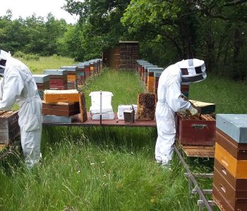 Un apiculteur à Euronat