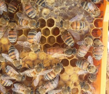 Un éleveur de reines d’abeilles à Euronat