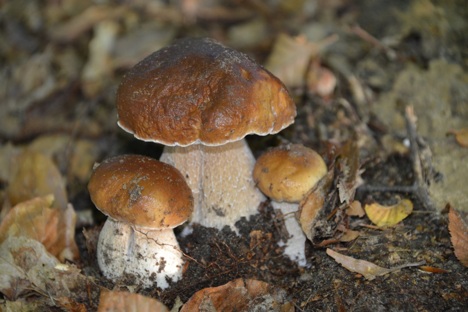 cepes